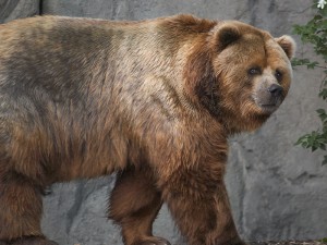 800px-Kodiak_bear_in_germany.jpg